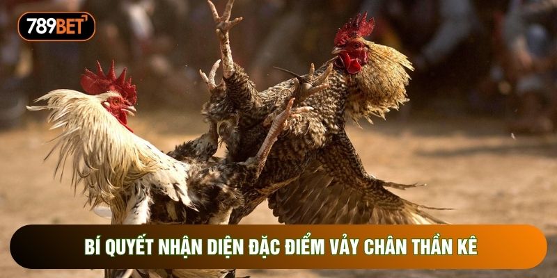 Bí quyết nhận diện đặc điểm vảy chân thần kê