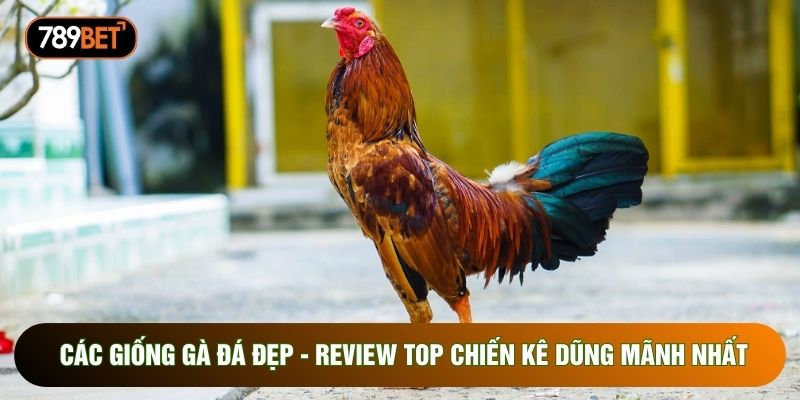 Các Giống Gà Đá Đẹp - Review Top Chiến Kê Dũng Mãnh Nhất