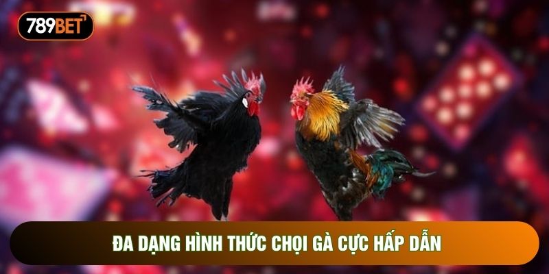 Đa dạng hình thức chọi gà cực hấp dẫn