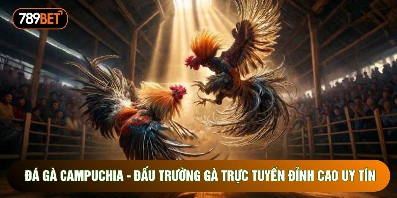 Đá Gà Campuchia - Đấu Trường Gà Trực Tuyến Đỉnh Cao Uy Tín