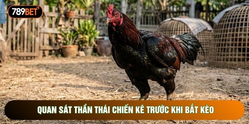 Quan sát thần thái chiến kê trước khi bắt kèo