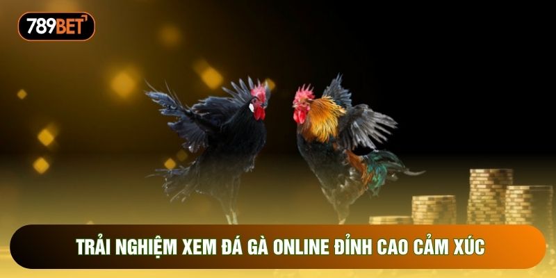 Trải nghiệm xem đá gà online đỉnh cao cảm xúc