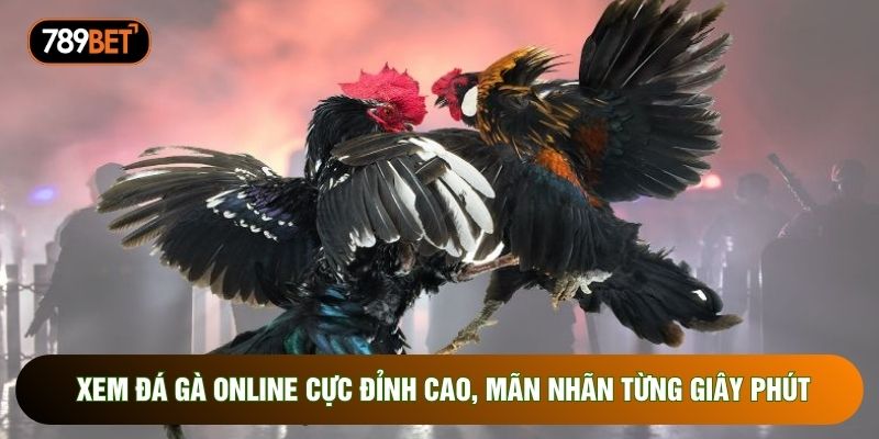 Xem Đá Gà Online Cực Đỉnh Cao, Mãn Nhãn Từng Giây Phút